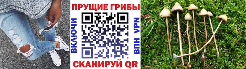 Псилоцибиновые грибы MAGIC MUSHROOMS  Родники 